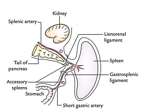 Easy Notes On 【spleen】learn In Just 4 Minutes