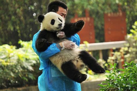 Chengdu Travel Guide See Giant Pandas And Try Sichuan Cuisine