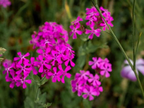 Catchfly Perennials How To Care For A Sweet William Catchfly Plant