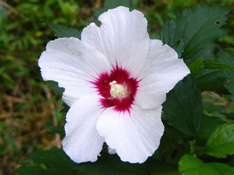 Rose Of Sharon White Flower With Red Center Hibiscus Live Etsy