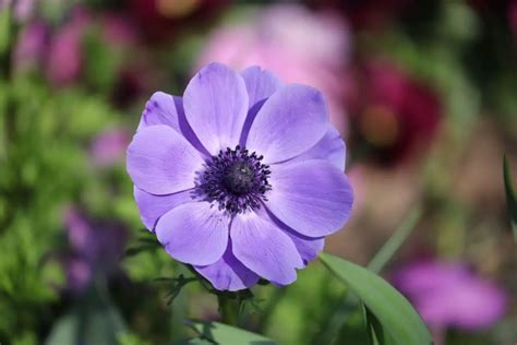 Anemone Flower Meaning Symbolism And Uses You Should Know Growingvale