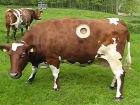 This Cow Lives With A Giant Hole In Her Side Business Insider