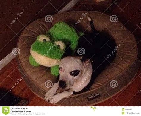 Dog And Frog Share A Doggy Bed Editorial Stock Image Image Of Friends