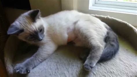 Introducing Turtle The Blue Point Siamese Kitten Youtube