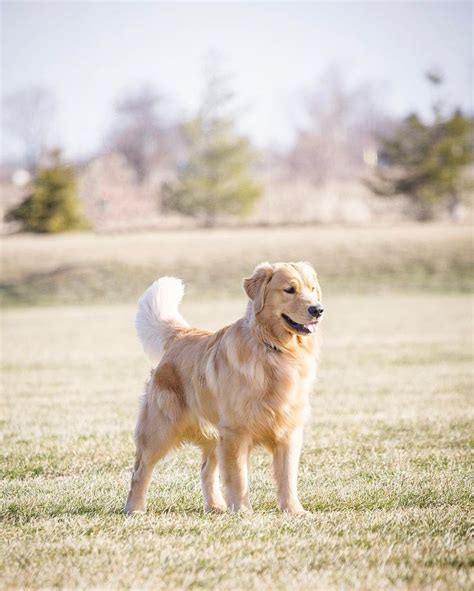 Golden Retriever Noble Loyal Companions Dog Activities Dogs And
