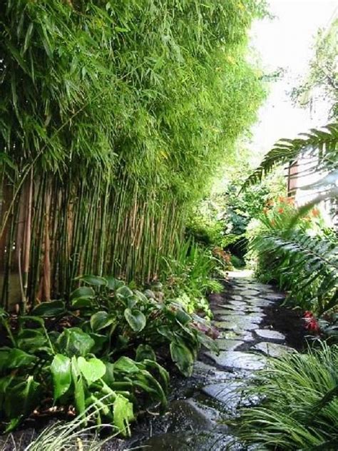Potted bamboo plants for garden screening ideas. Modern Bamboo Gardening Ideas For Backyard | Backyard ...