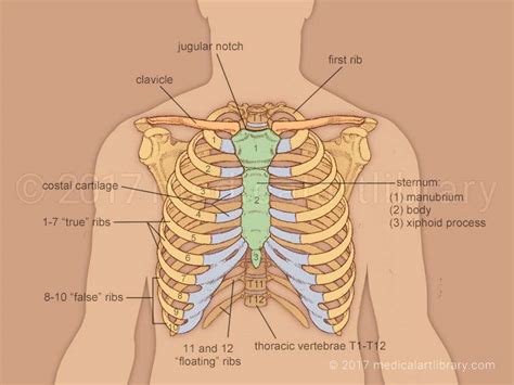 Rib cage human anatomy organs. Rib cage diagram | Healthiack