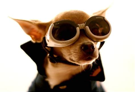 Doggles Dogs In Sunglasses With Images Dog Sunglasses Dog Facts