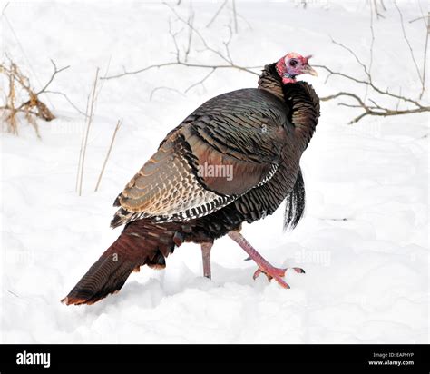 Male Wild Turkey Standing In The Snow Stock Photo Alamy