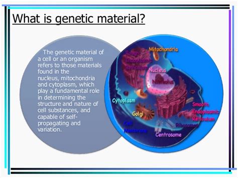 These cell organelles contain enzymes for cellular respiration in which energy is released. DNA as genetic material