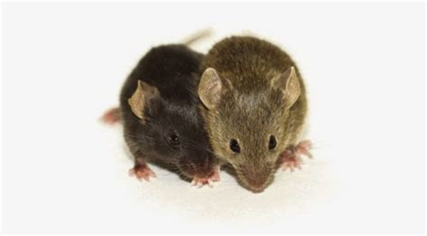 Human Mouse Chimeras Mapping Ignorance