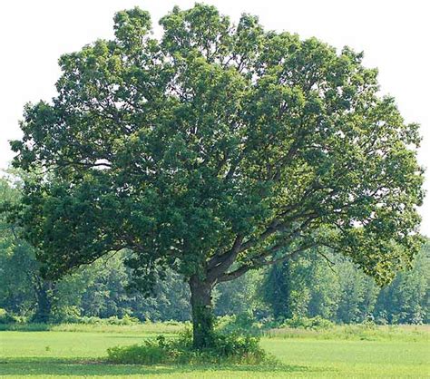 Eastern White Oak New Englands Trees