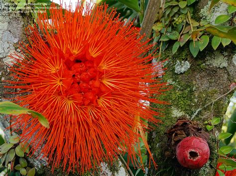 Plant Identification Closed Tropical Tree With Orange Flowers 1 By