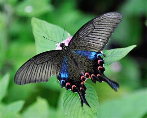 23 Especially Stunning Rare Butterflies