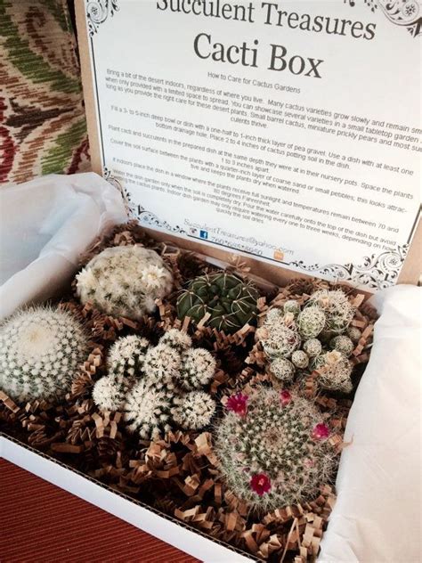 Cacti T Box Half Dozen Assorted Succulent Live Cactus Etsy