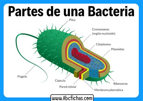 Esquema De Tipos De Bacterias De Acuerdo A Su Estructura Udocz The