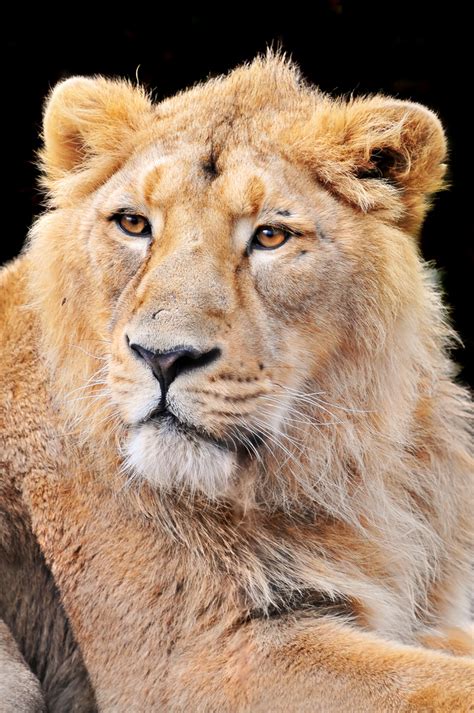 Asiatic Lions No More Critically Endangered Indias Endangered