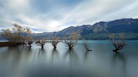 The Famous Willow Trees Of Glenorchy Stock Photo Image Of Beauty