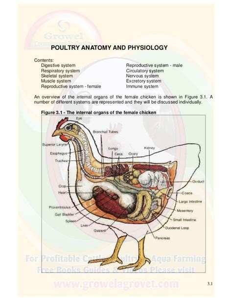 Chicken Anatomy And Physiology