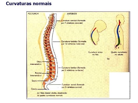 Coluna Vertebral Vrtebras Funo Proteo Medula Espinhal Sustenta