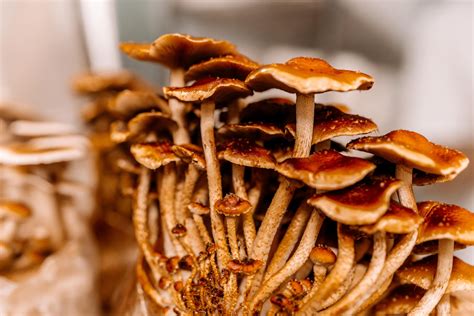Growing mushrooms: Why you shouldn't buy grocery store mushrooms