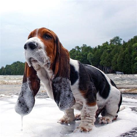14 Informative And Interesting Facts About Basset Hounds Pet Reader