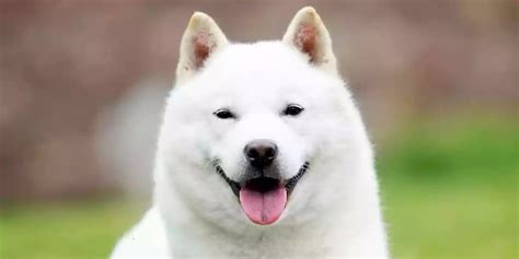 Hokkaido Dog Breed Price Lifespan Temperament And Size Decadeslife