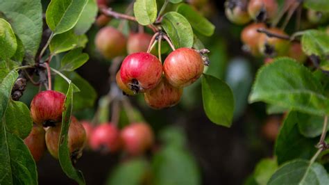 Discover How To Prune Crabapple Trees Of All Ages