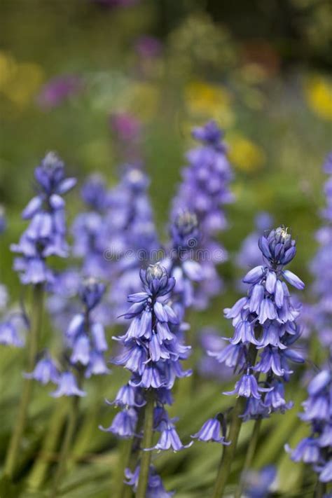 Bluebells In Flower In Spring In A Garden Stock Image Image Of Purple