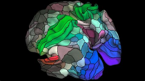 Updated Human Brain Map Reveals Nearly 100 New Regions Science Aaas