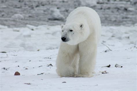 Polar Bears Have Black Skin Under Their White Fur Zeba Academy