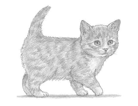 Join our community and create your own a cat drawing lessons. How to Draw a Cat (Loaf Position) VIDEO & Step-by-Step ...
