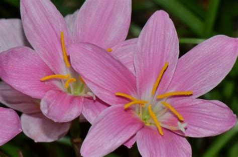 Pink Rain Lily