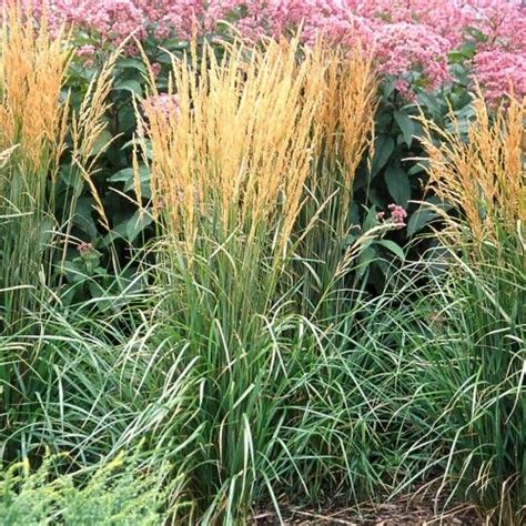 Calamagrostis Karl Foerster Feather Reed Grass Long Blooming