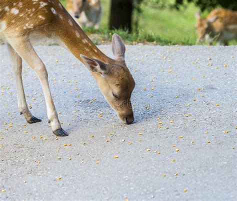 Deer Eating Corn Stock Photo Image Of Animal Horns 57816686