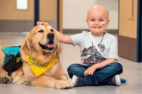 The small animal hospital offers medical and surgical care for dogs, cats, birds and exotic pets. Therapy dogs 'to be allowed onto hospital wards to help ...