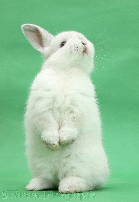 White Rabbit Standing Up On Green Background Photo Cute Baby Bunnies