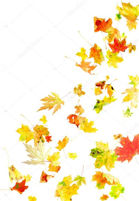 Falling Maple Leaves — Stock Photo © Dibrova 2547658