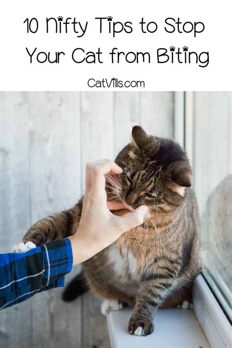 How To Stop Your Cat From Biting You 10 Useful Tips