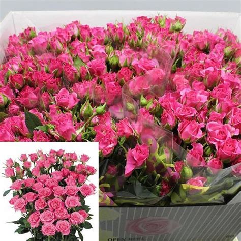 Rose Spray Lianne Cm Wholesale Dutch Flowers Florist Supplies Uk