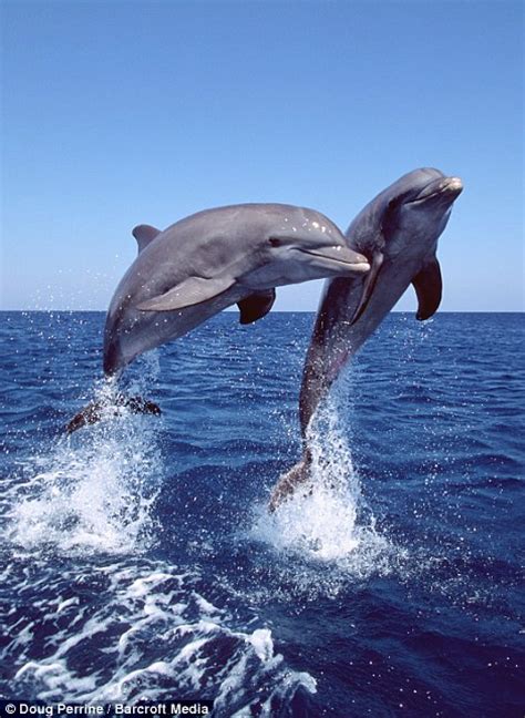 Jumping For Joy Dolphins Who Don¿t Stop Playing Even When