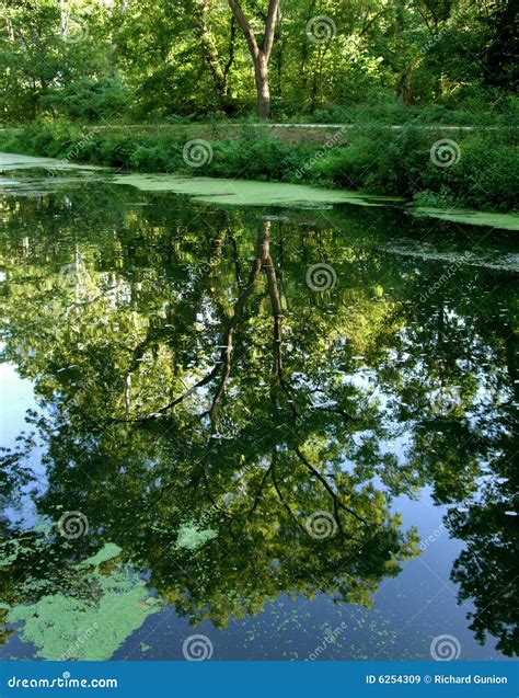 Summer Reflection Stock Image Image Of Nature Reflection 6254309