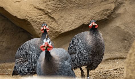 3 Methods To Differentiate Male And Female Guinea Fowl
