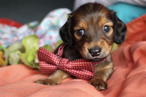 Dachshund breeder of akc ee cream minature dachshunds, short hair, long hair, and wire hair, dapple, and piebald. Shaded Red Longhair Miniature Dachshund puppies for sale ...