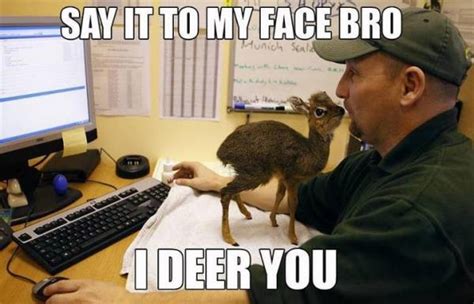 Funny Deer Quotes QuotesGram