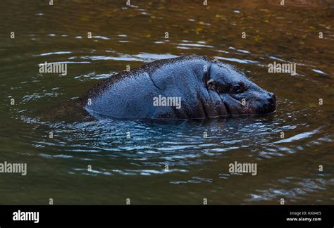 Pygmy Hippopotamus Choeropsis Liberiensis Or Hexaprotodon Liberiensis