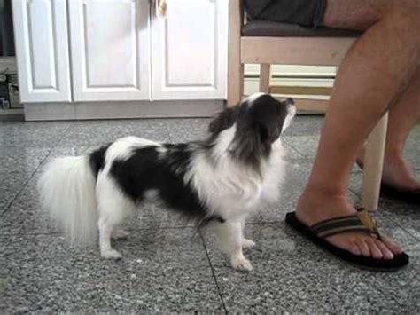 Both have a mixed, solid or patterned coat that is made up of fawn, sable, chocolat, black and/or white colours. blue and white long haired chihuahua longhaired - YouTube