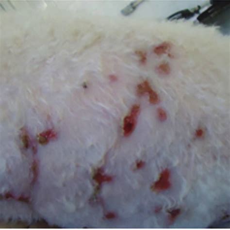 Generalized Cutaneous Ulcers And Crust Case 1 The Dog Was Diagnosed