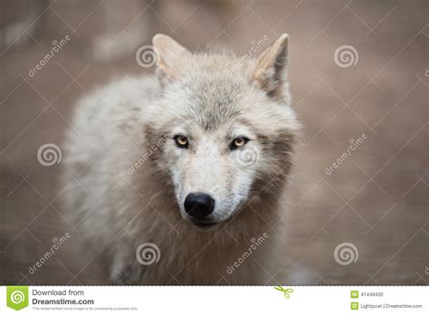 Arctic Wolf Canis Lupus Arctos Aka Polar Wolf Or White