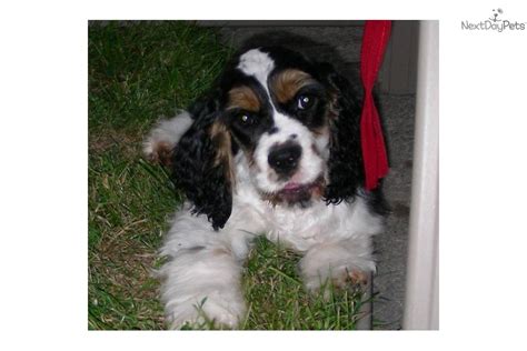 If you are unable to find your english cocker spaniel puppy in our puppy for sale or dog for sale sections, please consider looking thru thousands of english cocker spaniel dogs for adoption. Cocker Spaniel puppy for sale near Cleveland, Ohio | 9a4efa5b-8c91